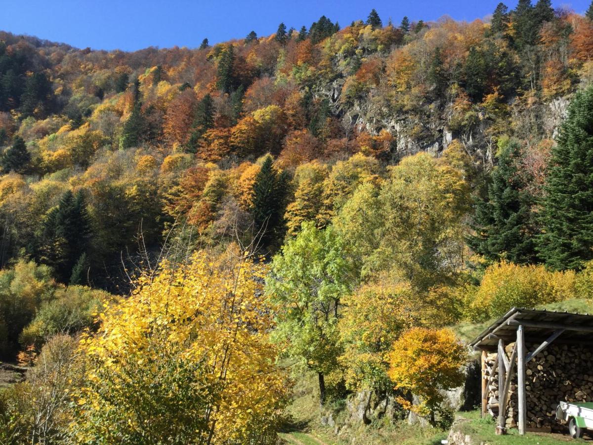 Gite Leonline Sur Les Hauteurs De Masevaux -Au Pied Des Vosges Buitenkant foto